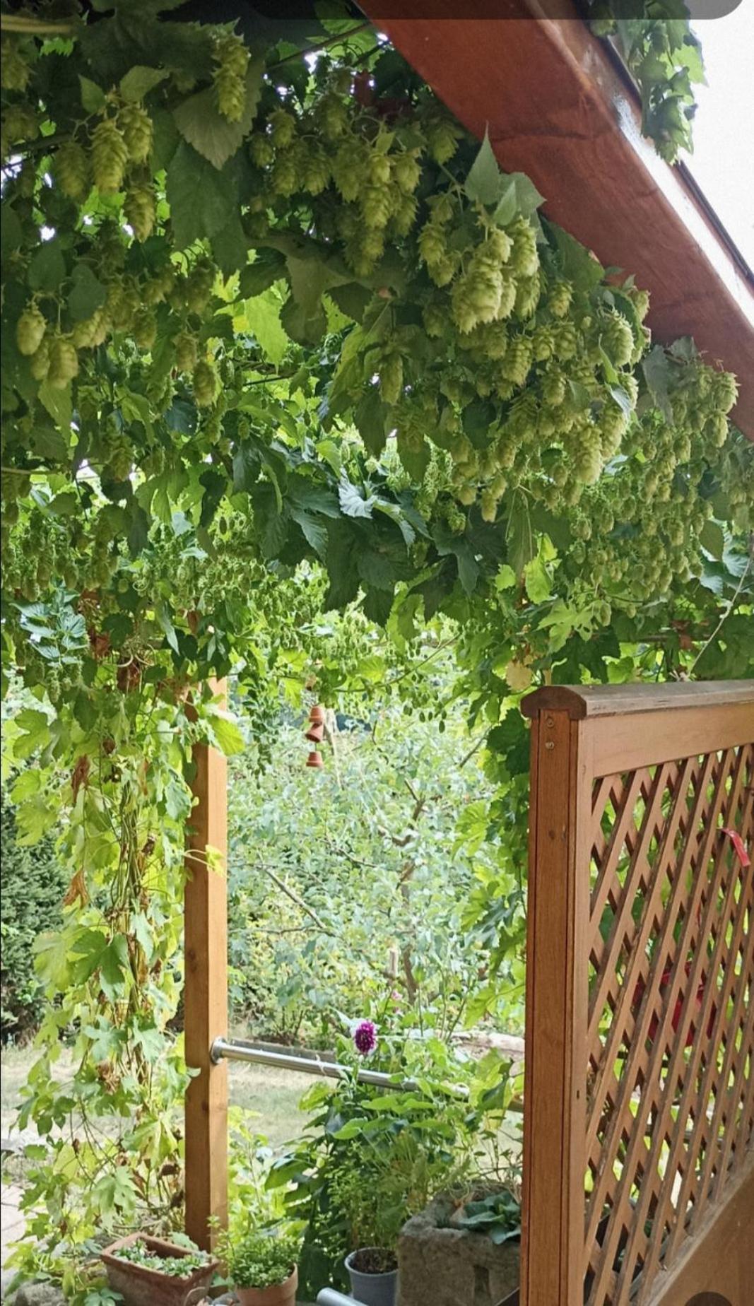 Mit Gartenblick Apartment *